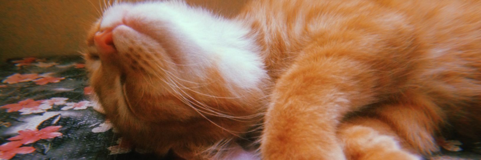 _shohod's profile banner image