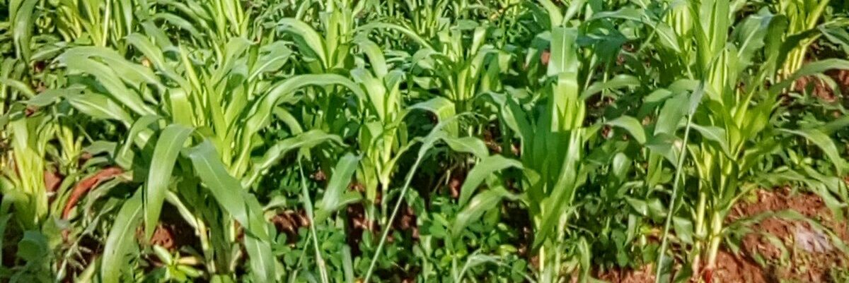 frankekombo's profile banner image