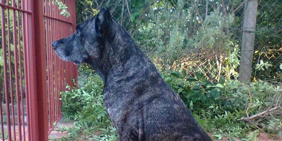 Darío ☆☆☆☆☆☆☆☆☆☆🌟 banner