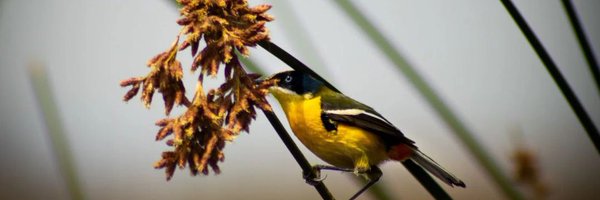 cgainza Profile Banner