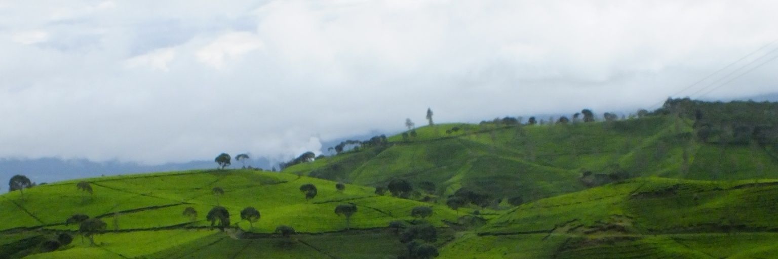 asaldif's profile banner image