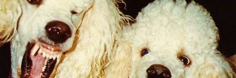 morfinamong's profile banner image