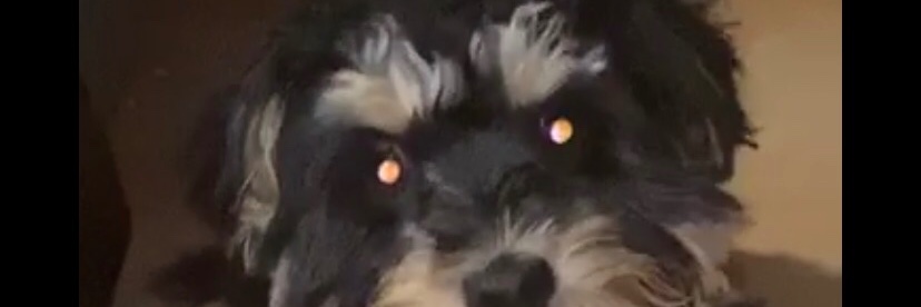 SADYM's profile banner image