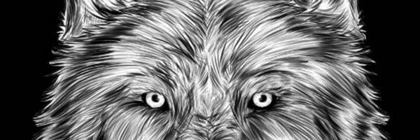 PENNYINSIGHT Profile Banner