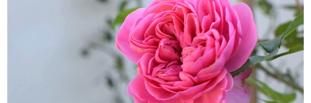 ELSASSURE's profile banner image