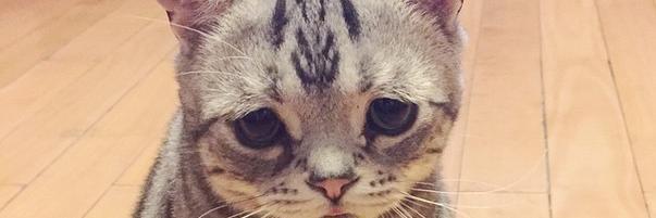 coniqueen's profile banner image