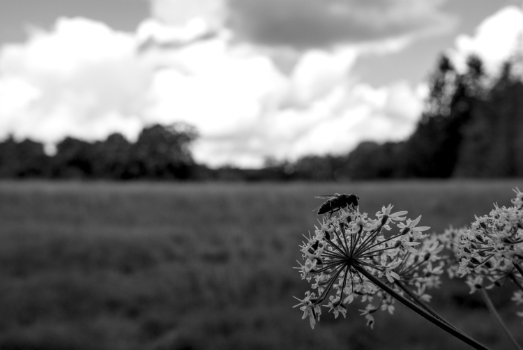 purypie's profile banner image