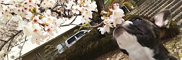 まるたけ banner