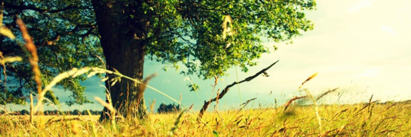 5_salva's profile banner image