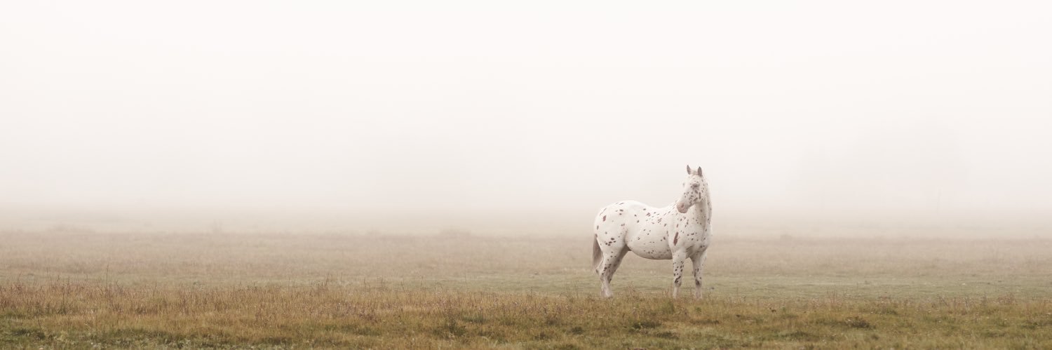 johnnyflowers_'s profile banner image