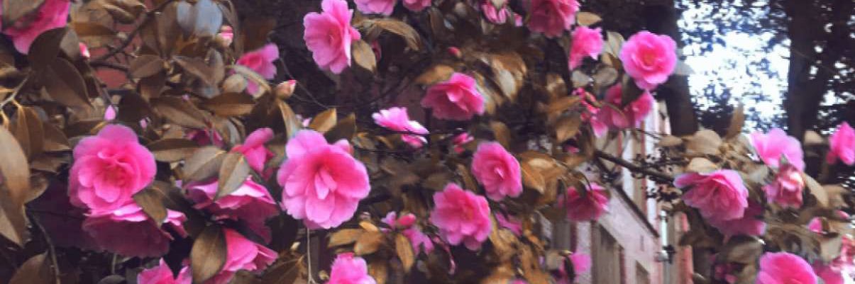 Yousef banner