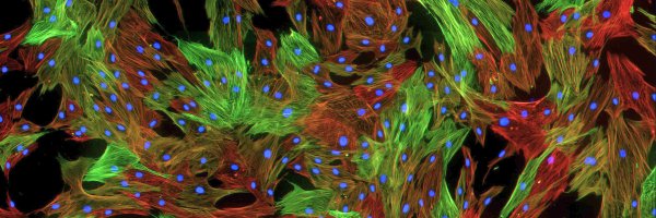 CaicedoLab Profile Banner