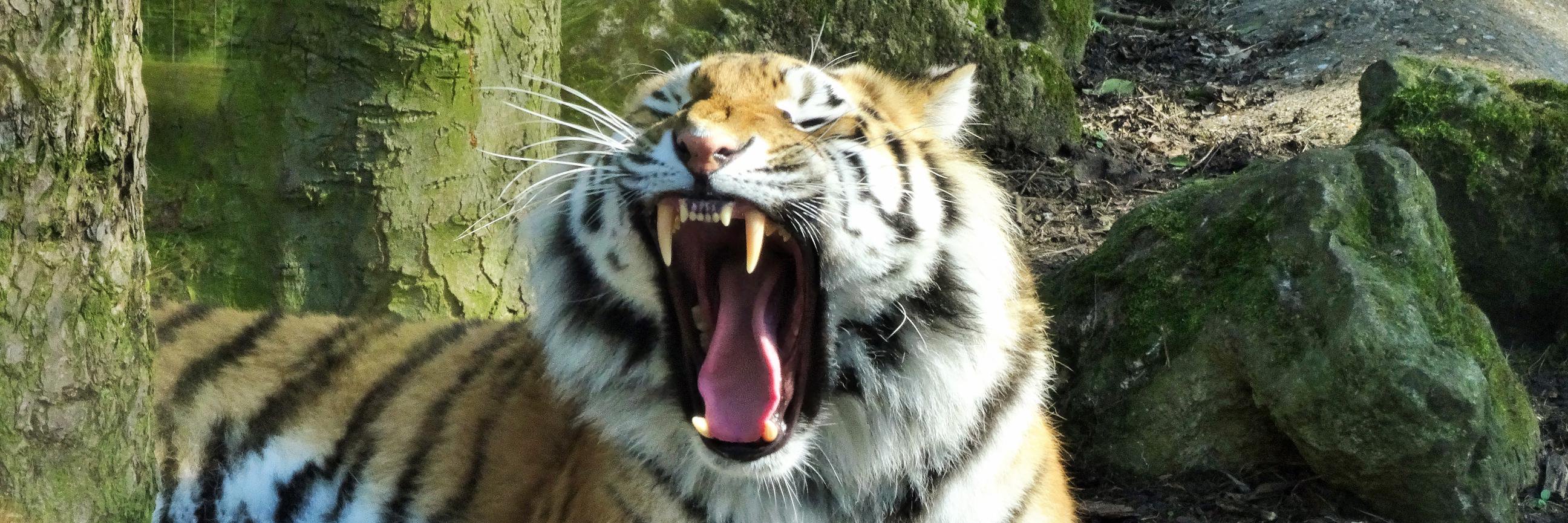 HireATiger's profile banner image