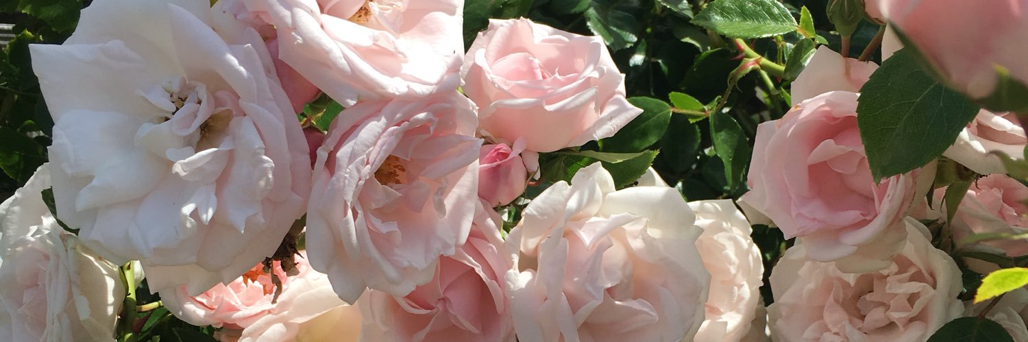 Adele O'Grady Botticelli banner