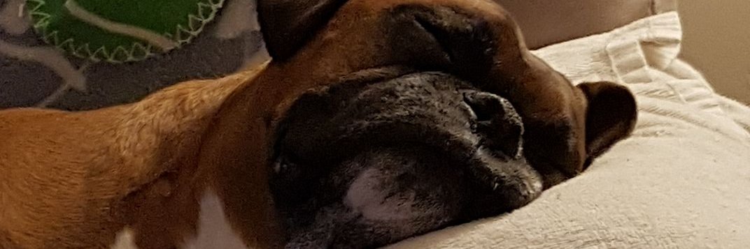 shizlebot's profile banner image