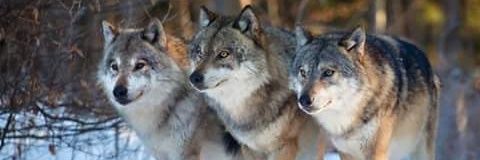 Wolf_k58's profile banner image