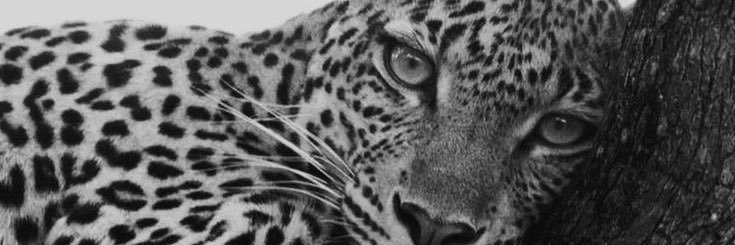 maatosdani's profile banner image