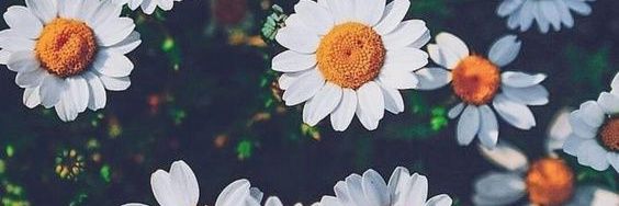 eugeniad__'s profile banner image