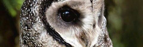Himura__x's profile banner image