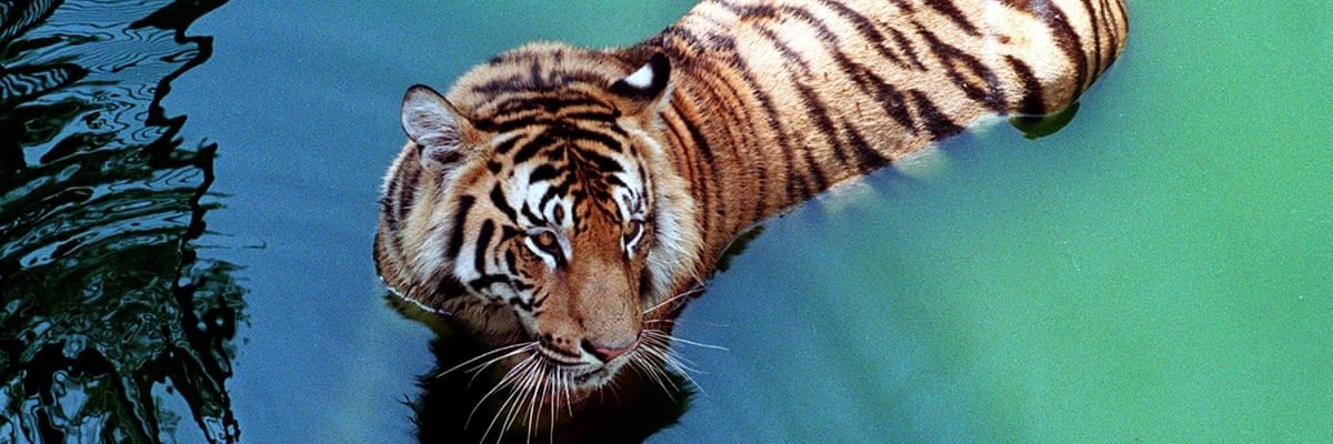 AllySutherland banner