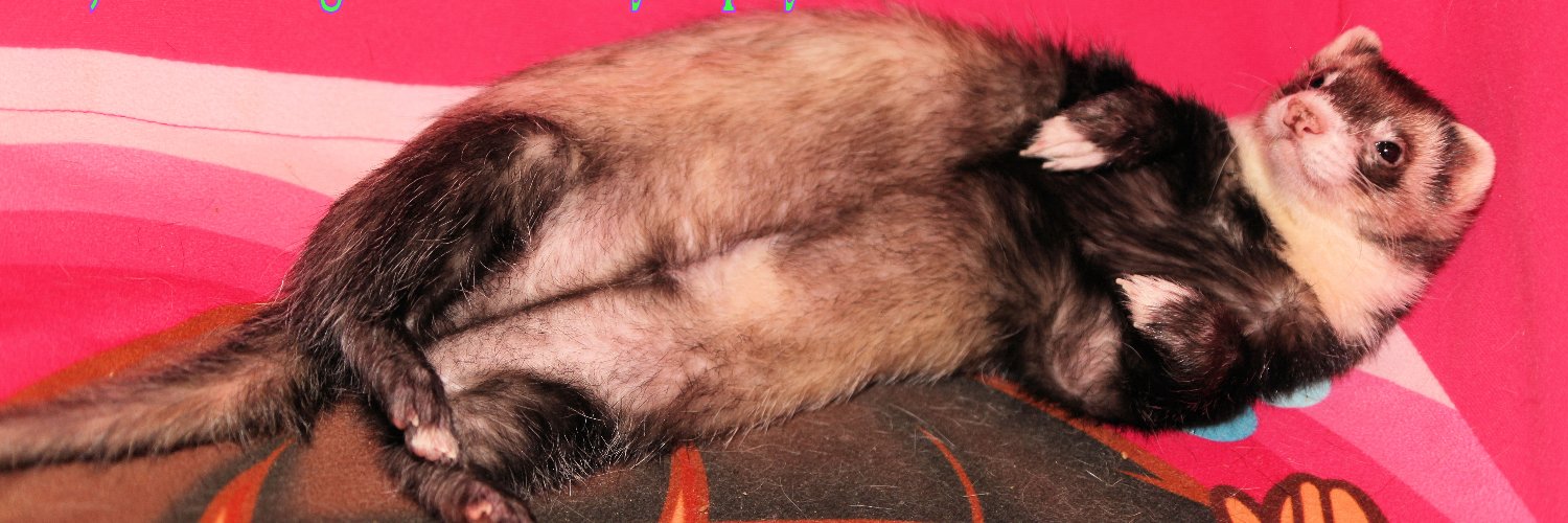 Pickledferret's profile banner image