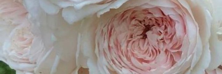 LeeBergman2's profile banner image