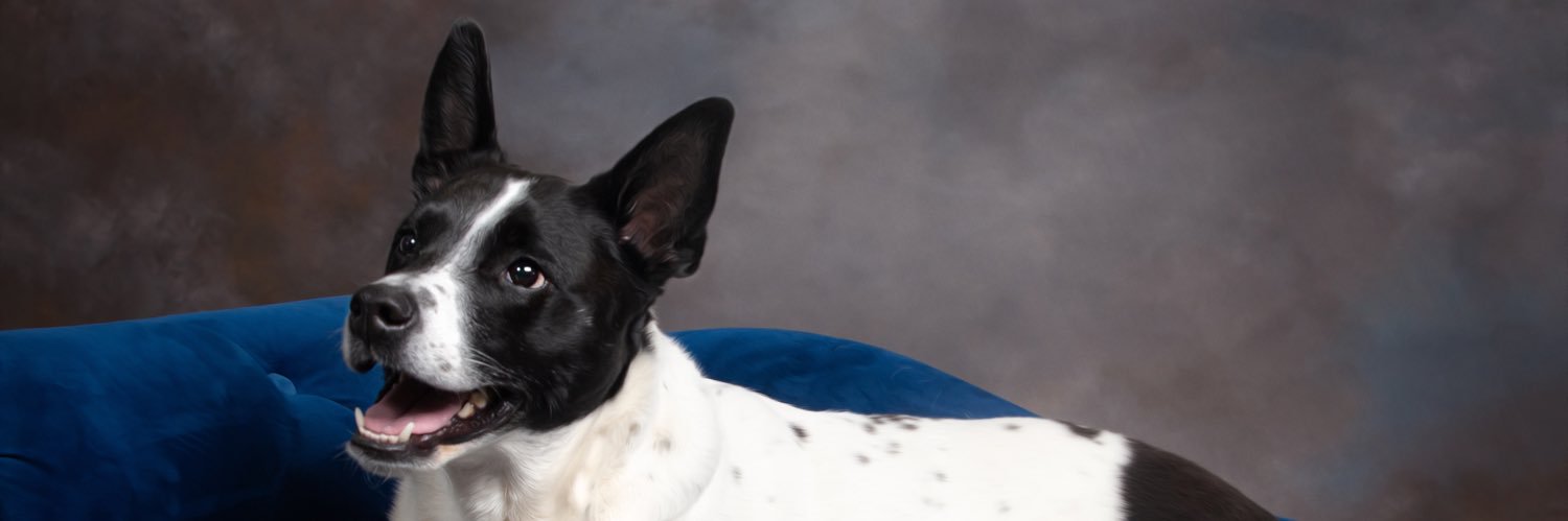 lexijo13's profile banner image