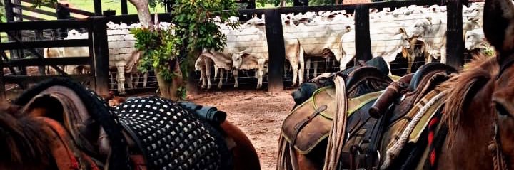 tal do protasio banner