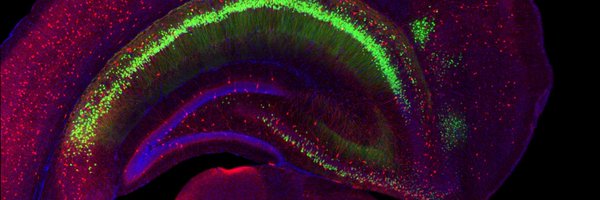 a_neurophile Profile Banner