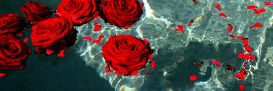 danicastillo243's profile banner image