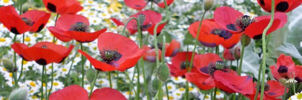 StevenMurray4 Profile Banner