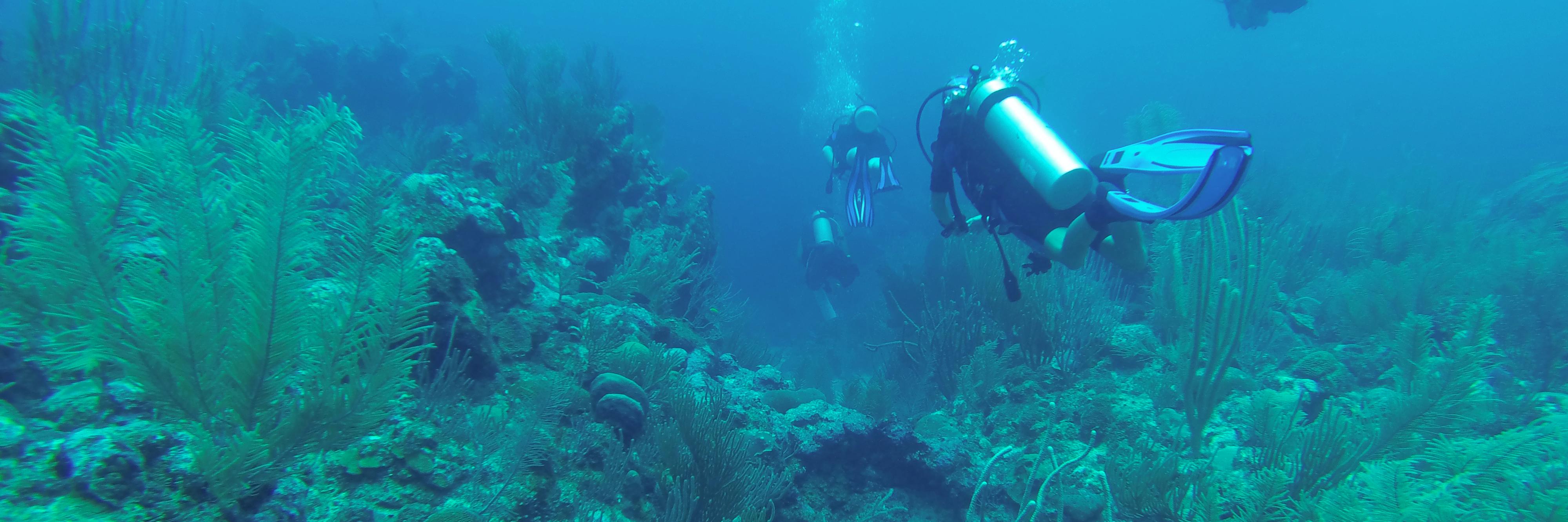 Scuba_dreams's profile banner image