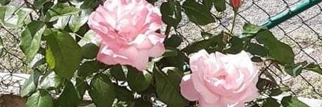 MarilenaCalabre's profile banner image