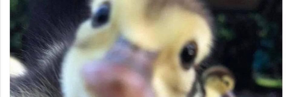 FlamboyantSheep's profile banner image