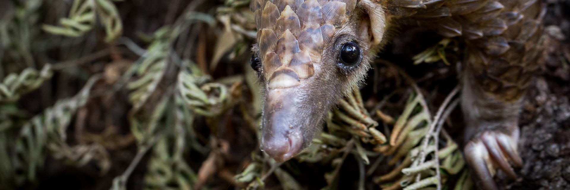 PangolinCon's profile banner image