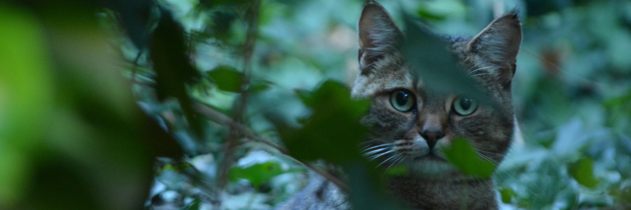 simona_virus's profile banner image