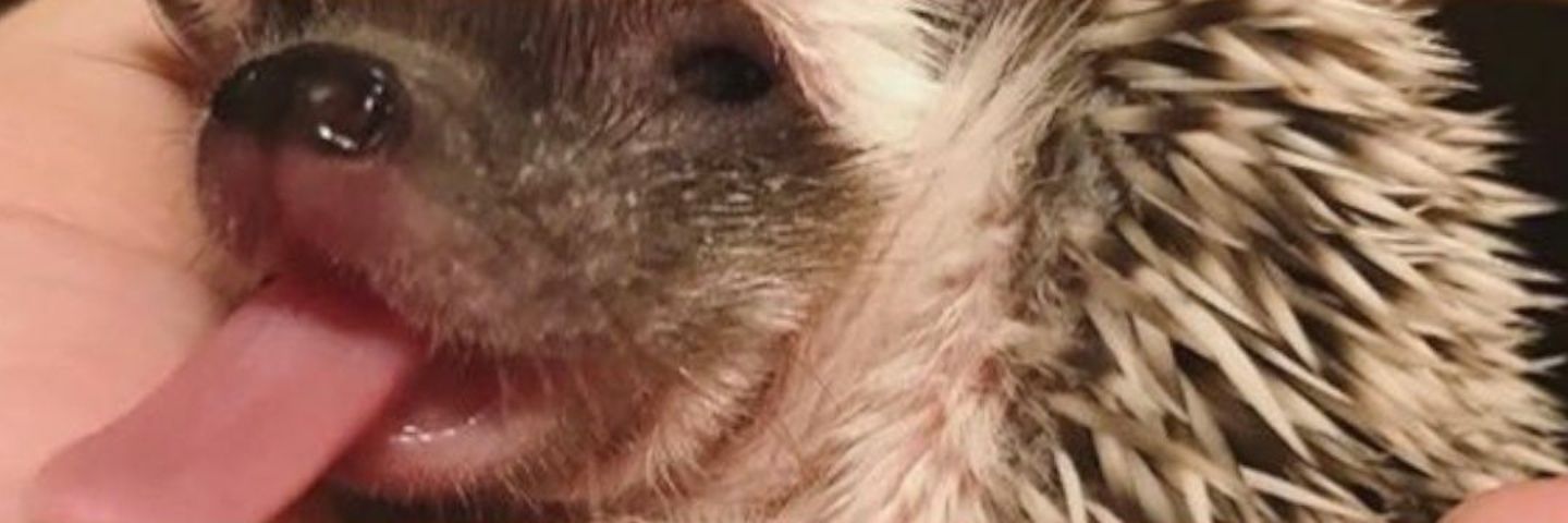 AlexElRizos's profile banner image