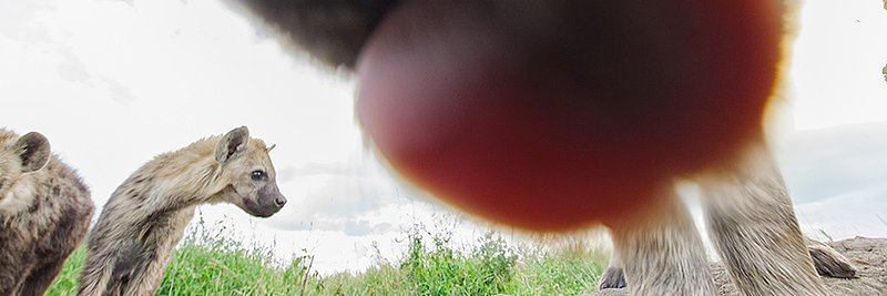 spottedButt's profile banner image