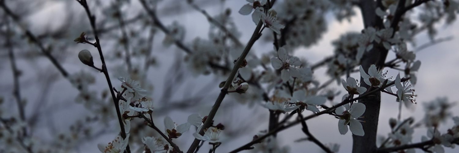 Firdevsmelda's profile banner image