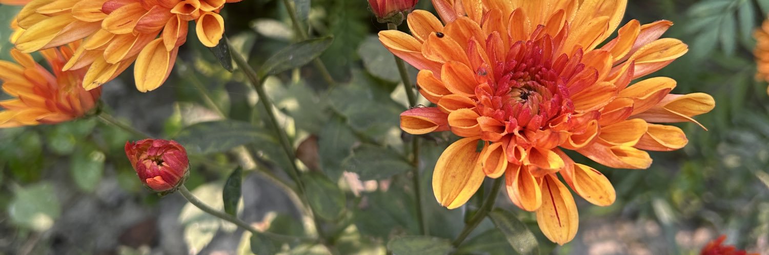 your delhi bottom banner