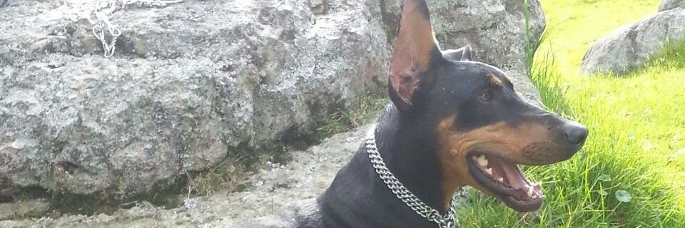 Jose Vicente Posada banner