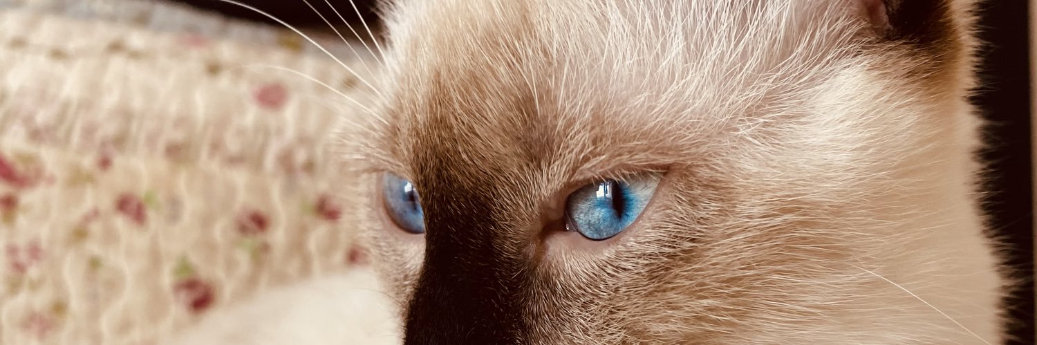 MichelAguss's profile banner image