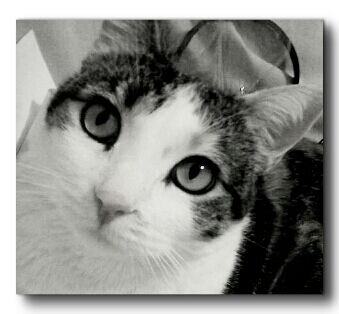 Be_Gatuna's profile banner image