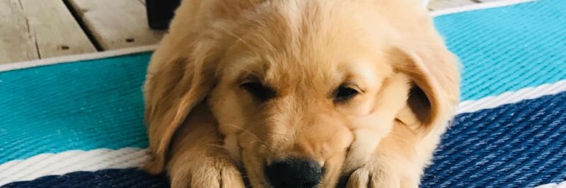 sydgetty's profile banner image