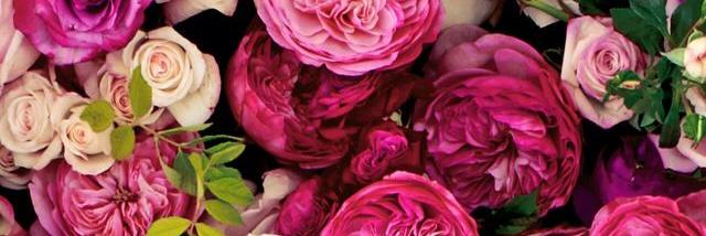 Beth Anne Caery banner