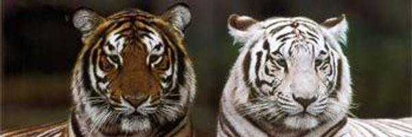 Mukesansama Profile Banner