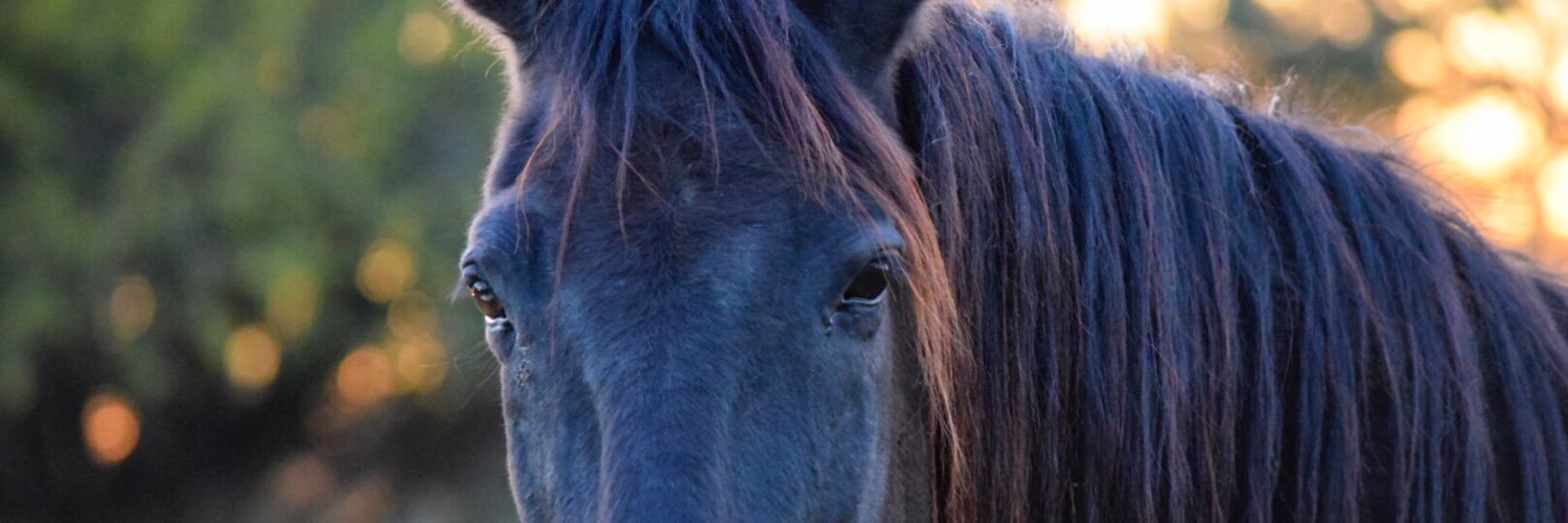 haybale_'s profile banner image