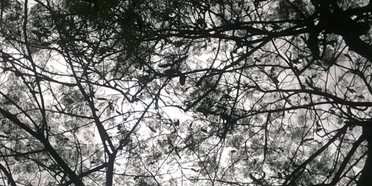 rochadashicheva's profile banner image