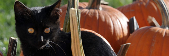 AmySansone's profile banner image
