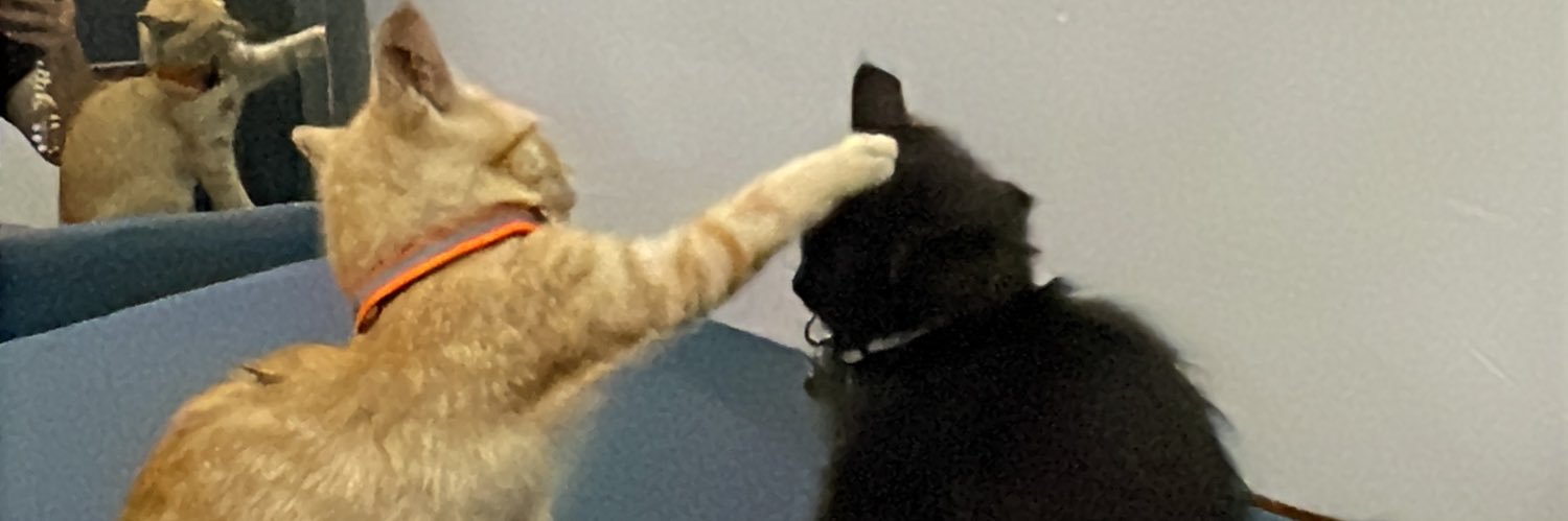 capcipcup🍭 banner